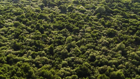 exuberante vegetación costera verde de oostvoorne, países bajos