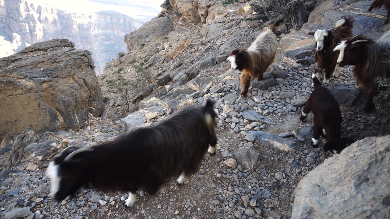 오만의 와디 산맥에 있는 산 염소.