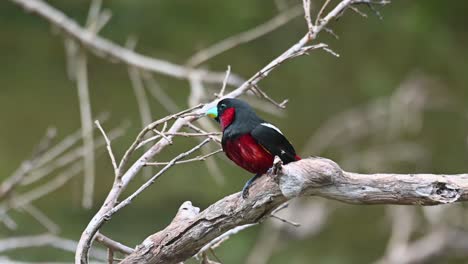 posado en una rama seca después de un baño rápido, mira a la izquierda y luego se da la vuelta para volar de nuevo