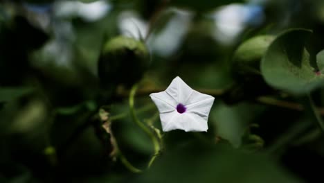 Sternförmige-Weiße-Blüte-Der-Ipomoea-Pflanze