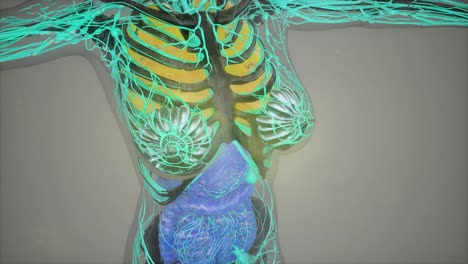 modelo que muestra la anatomía del cuerpo humano ilustración