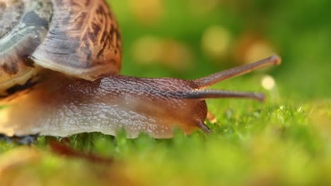 Nahaufnahme-Einer-Schnecke,-Die-Langsam-Im-Sonnenlicht-Des-Sonnenuntergangs-Kriecht.