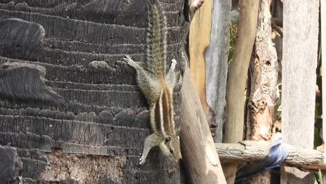 Squirrel-playing-on-tree---hair---eyes-