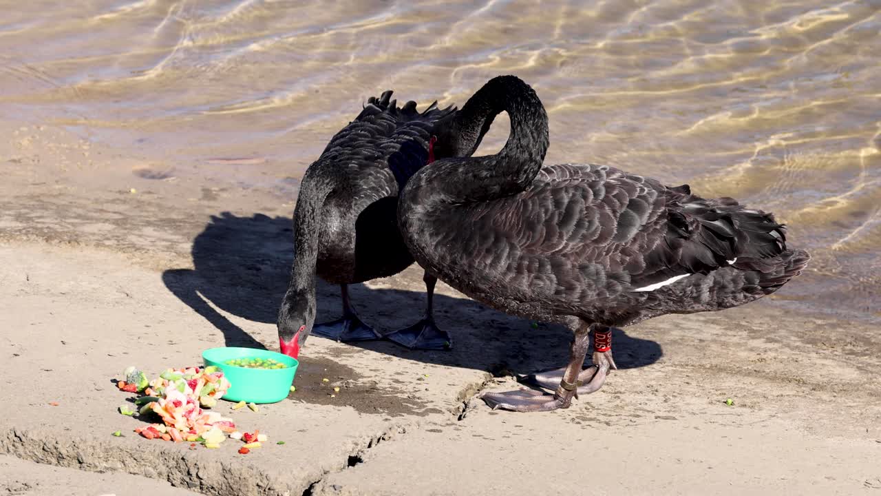 두 마리의 검은 백조가 물 근처에서 먹고 있다