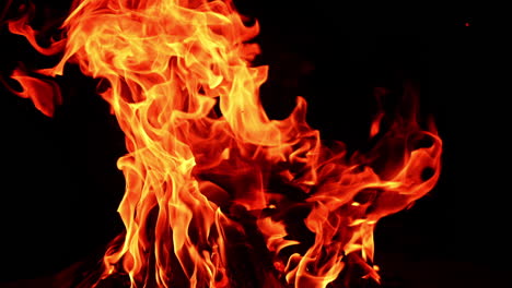 wooden logs in a stack burning well in the campfire. isolated bonfire at black background. close up.