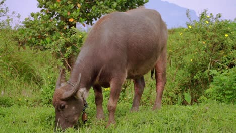 asian buffalo is eating green grass