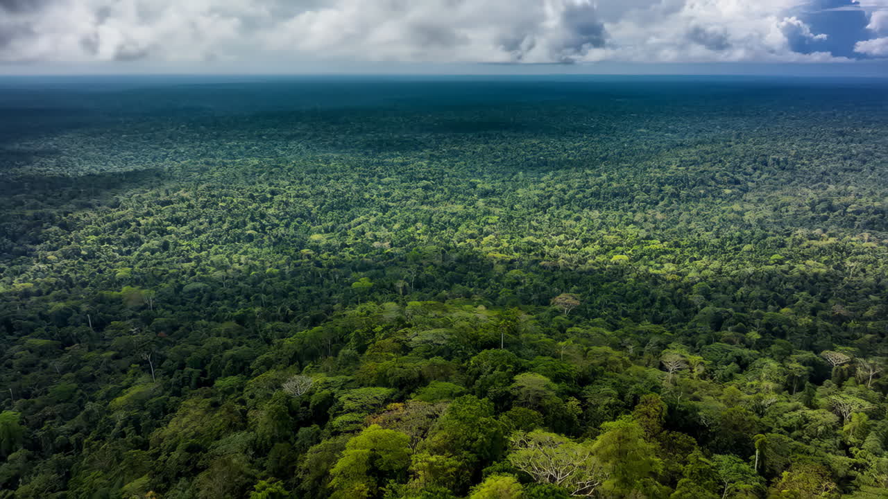 Aerial view of a dense tropical rainforest canopy