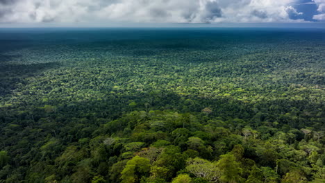 aerial view of a dense tropical rainforest canopy