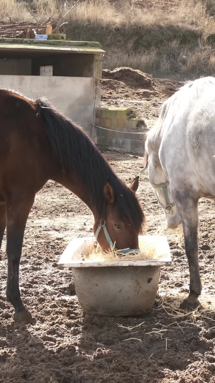 Pferd nähert sich, während andere Heu fressen.