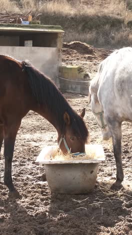 horse approaching while other eating hay