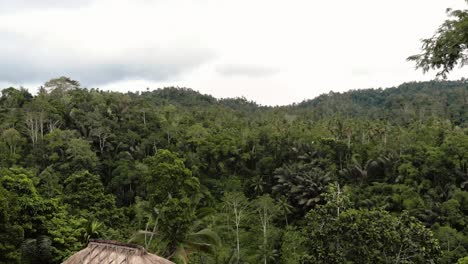 Bali---Rain-Forest-Drone