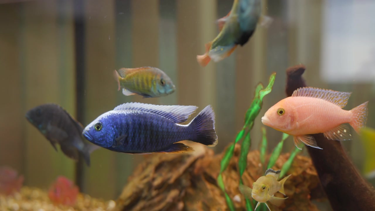 Gruppo di pesci tropicali d'acqua dolce misti raggruppati vicino a un tronco d'albero centrale e steli di piante verdi all'interno di un acquario da interno, visti all'altezza degli occhi attraverso il vetro frontale