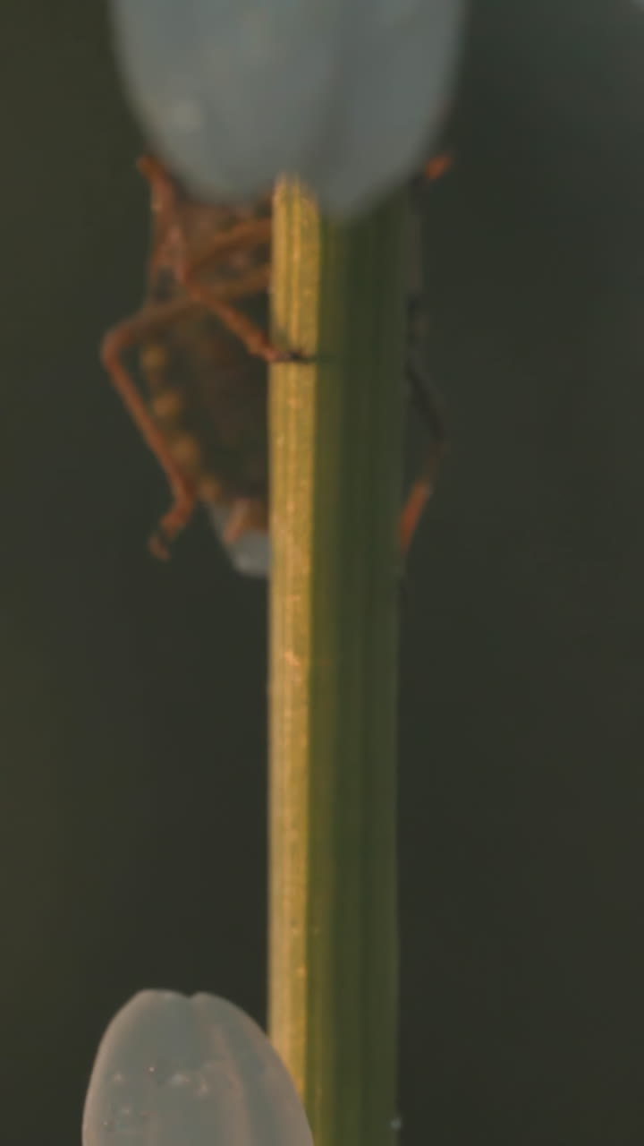 primer plano de un insecto en el tallo de una planta y una margarita con gotas de agua