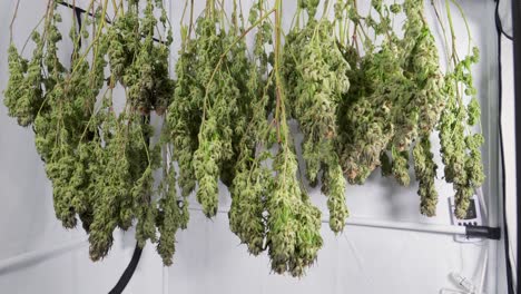 Dolly-shot-of-drying-cannabis-plants-in-a-grow-tent