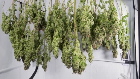 tiro de carro de secado de plantas de cannabis en una tienda de cultivo
