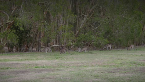 거루 (kangaroo), 포유류 (marsupial), 야생동물 (wildlife), 오스트레일리아 원주민 (outdoor)