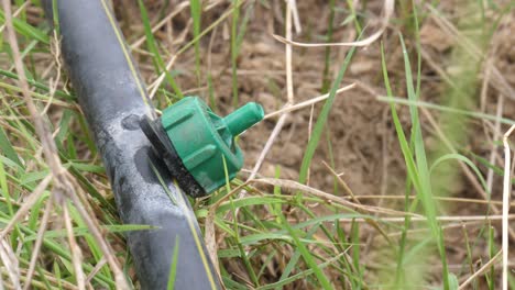 close up view of drip irrigation outlet dripping water on ground surrounded by grass blades