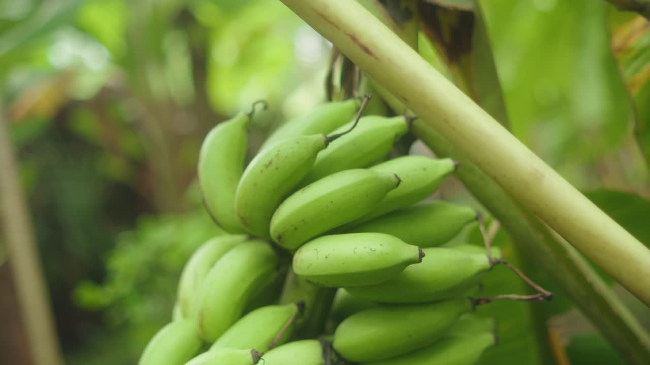 Unripe green bananas hanging from a tree in a lush tropical environment