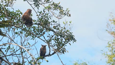 Der-Jungvogel-Oben-Breitet-Seinen-Rechten-Flügel-Aus,-Von-Hinten-Gesehen,-Die-Mutter-Unten-Schaut-Wachsam-Zu,-Die-Buffy-Fischeule-Ketupa-Ketupu