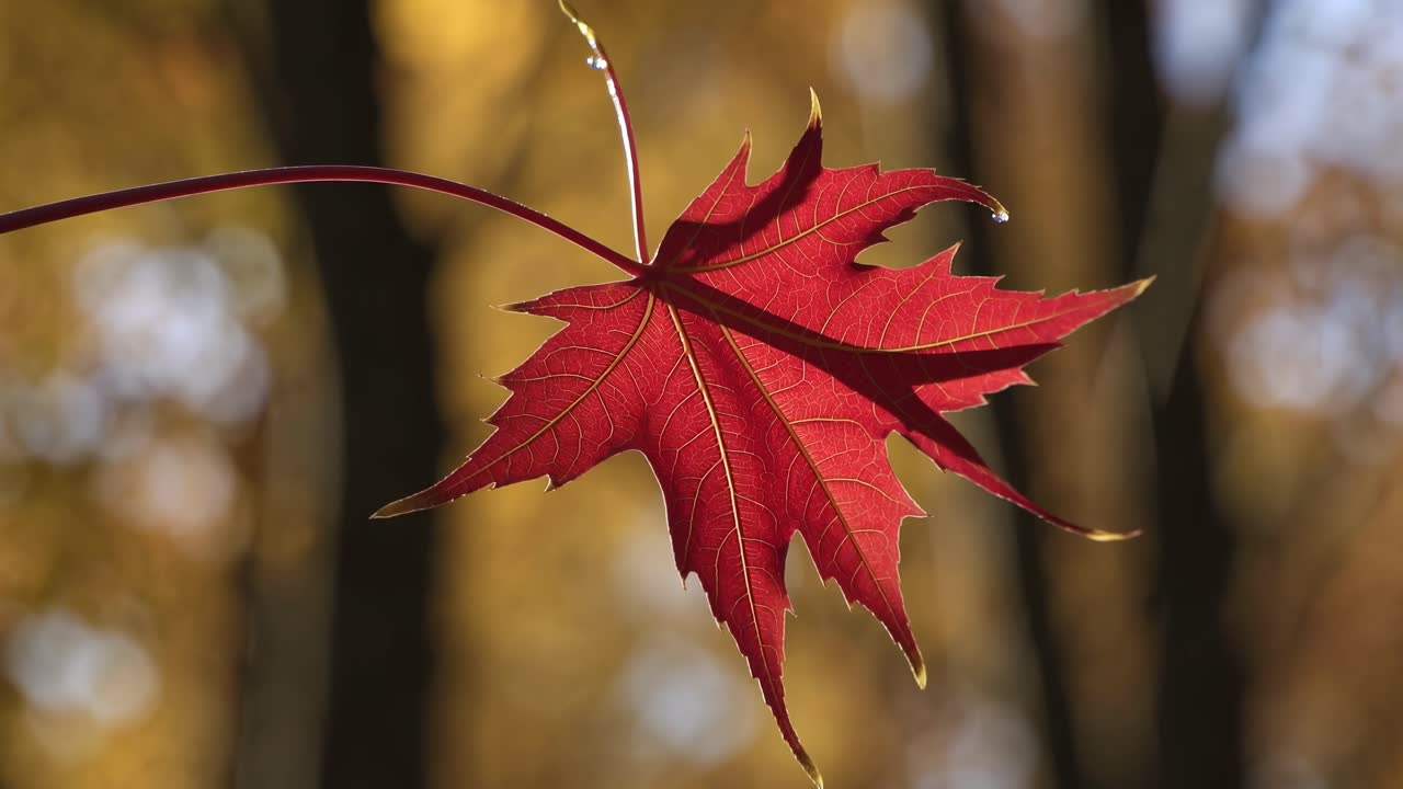 Close-up video of a vibrant red maple leaf against a blurred autumn forest background
