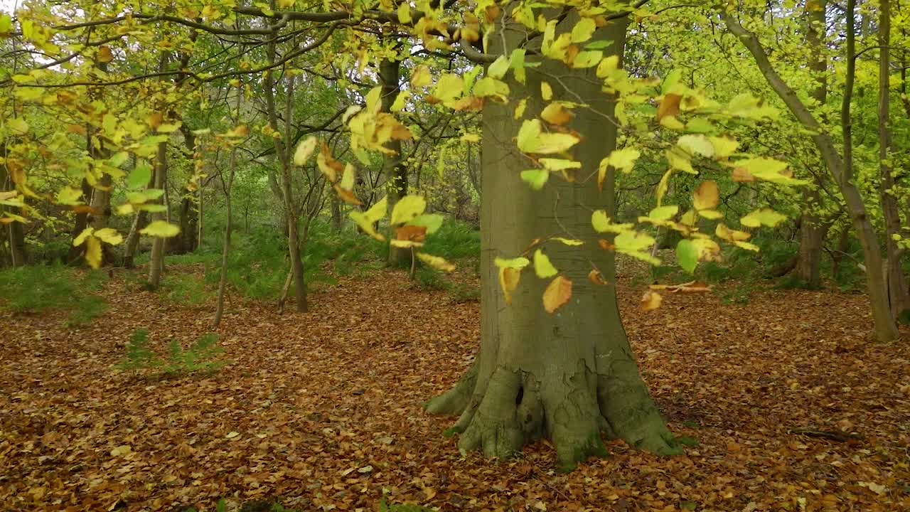 hojas amarillas de otoño en un árbol de haya, siendo arrojadas por el viento fuerte