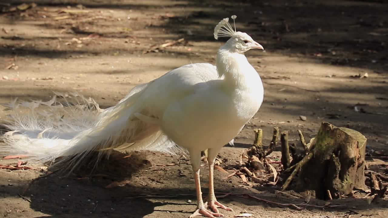 White Peacock in a Sunny Garden