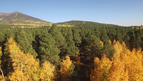 drone aéreo desciende a un bosque de hojas de álamo dorado y naranja, asta de bandera, arizona