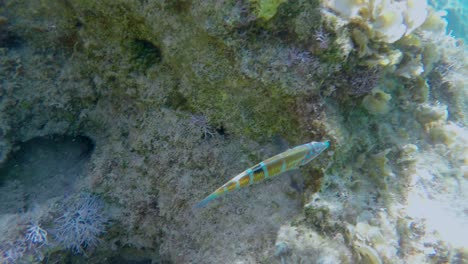siguiendo a este pez en el mar