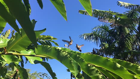 dos colibríes jóvenes que realizan un vuelo previo al apareamiento en el que se enfrentan mientras revolotean durante un tiempo, una práctica antes de la edad adulta