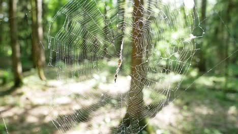 Tela-De-Araña-Contra-Un-Fondo-Soleado-Verde-Natural-Borroso-En-Un-Tiro-De-Rango-Medio