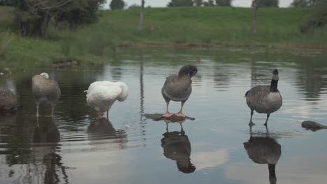 four geese standing on rocks in water preening and drinking water together, mid shot