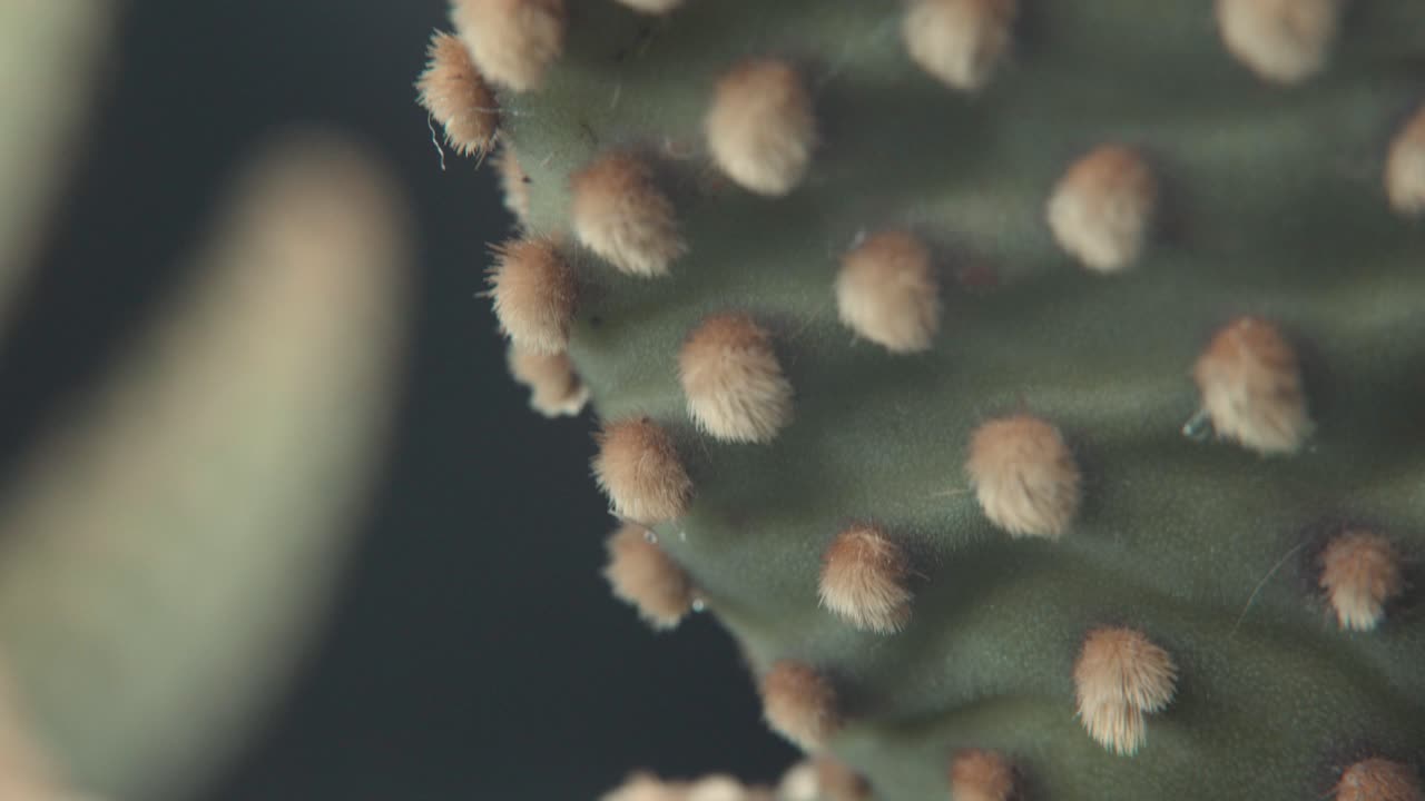una macro inclinada hacia arriba detallada, de cerca en una planta de cactus verde con pequeñas espinas afiladas amarillas, iluminación de estudio profesional, video 4k