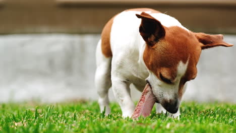 cute jack russell terrier chewing on bone on grass, closeup real low angle