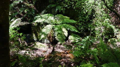 slow pan shot of exotic fern plant growing in deep jungle of new zealand,close up