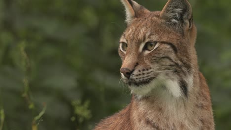 the eurasian lynx (lynx lynx) in the forest.