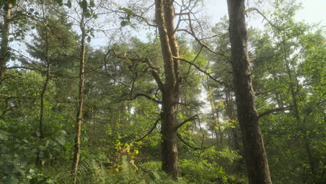 Slow-pan-of-trees-in-ancient-English-woodland-on-summer-day