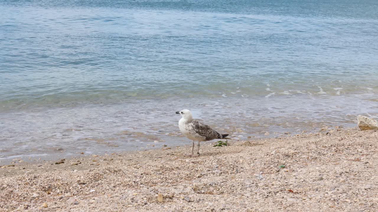 Måge på stranden i Kroatien med bølger, der slår ind bag den, Europa.