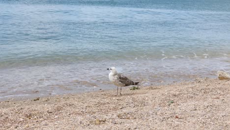 seagull on the beach in croatia with waves landing behind it, europe