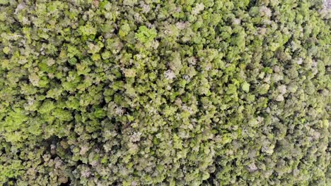 vista aérea sobre los exuberantes pabellones verdes de la selva de madagascar