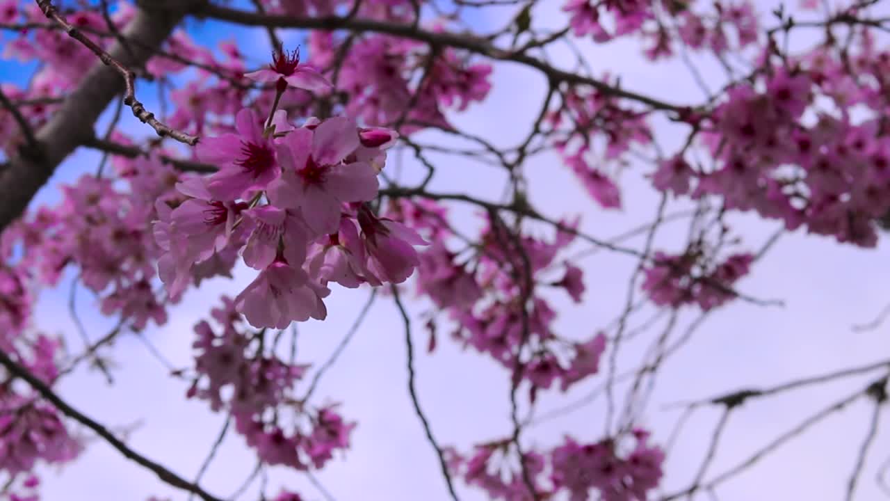Las flores florecen en primavera