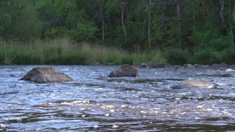 a lot of water flowing continuously with 3 big rocks in the middle