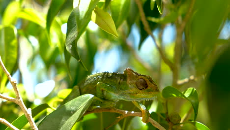 Green-chameleon-with-interesting-eye-movement,-surveying-surroundings