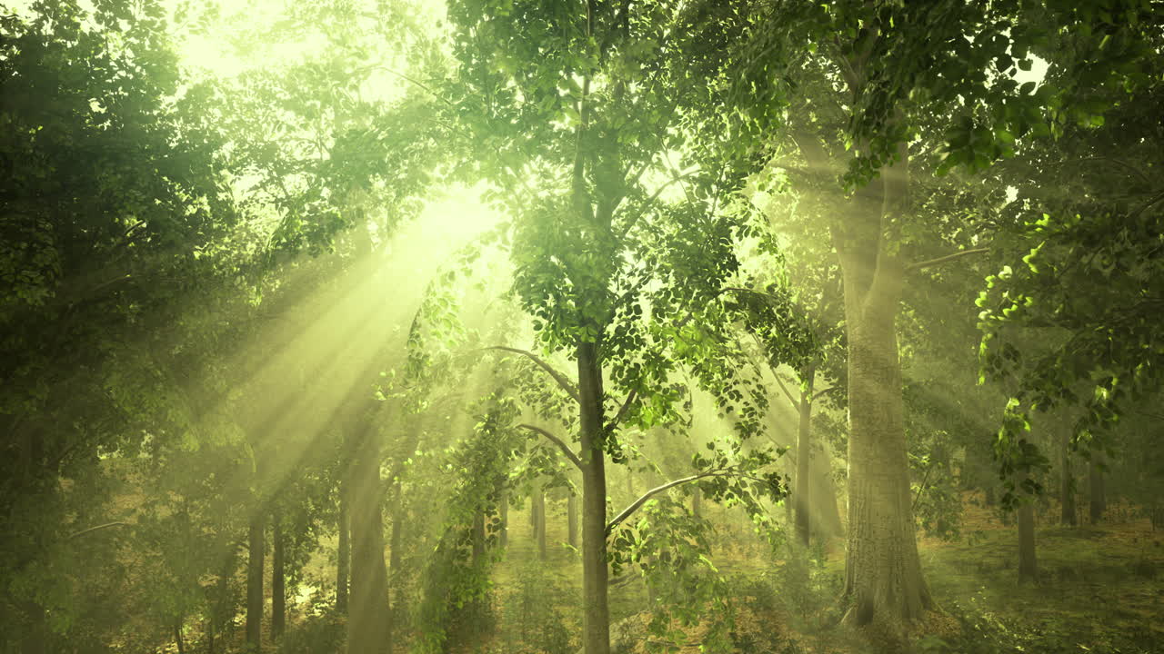 Sunlight filtering through lush green trees in a serene forest landscape