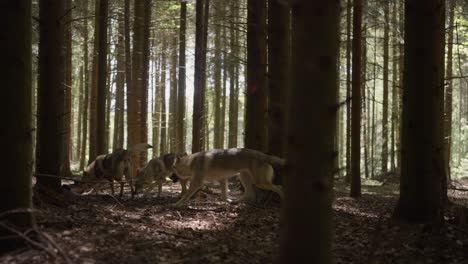 a pack of wolfhounds in the forest