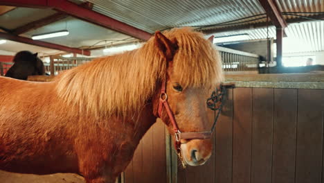 close up shot of young icelandic horse breed resting in the stall