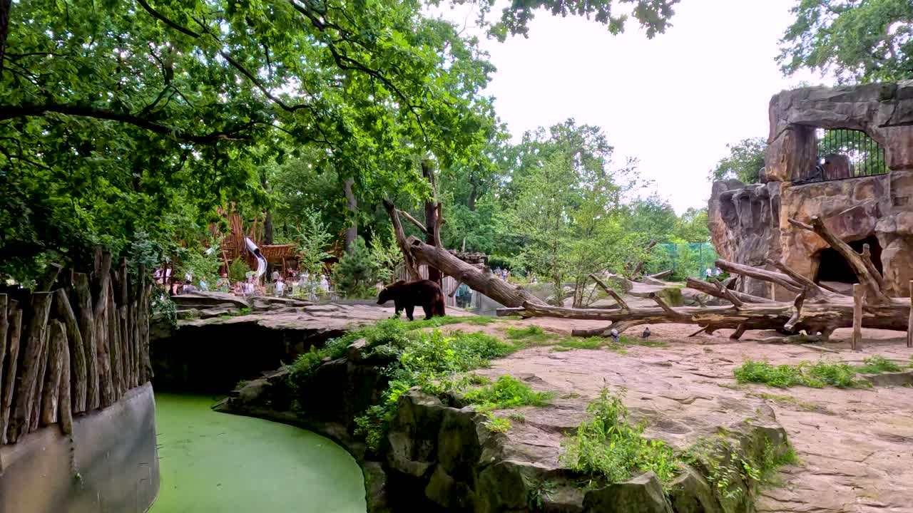A brown bear walks across a spacious, naturalistic zoo enclosure with trees, rocks, and a green water moat under diffuse daylight. Static wide shot