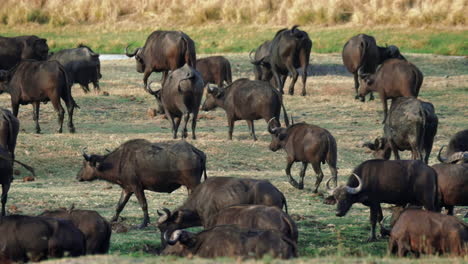 Eine-Herde-Afrikanischer-Büffel-Auf-Den-Grasebenen-Von-Namibia,-Afrika---Slowmo-Pfanne