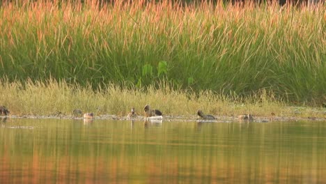 whistling duck - grass - gold - water - swimming