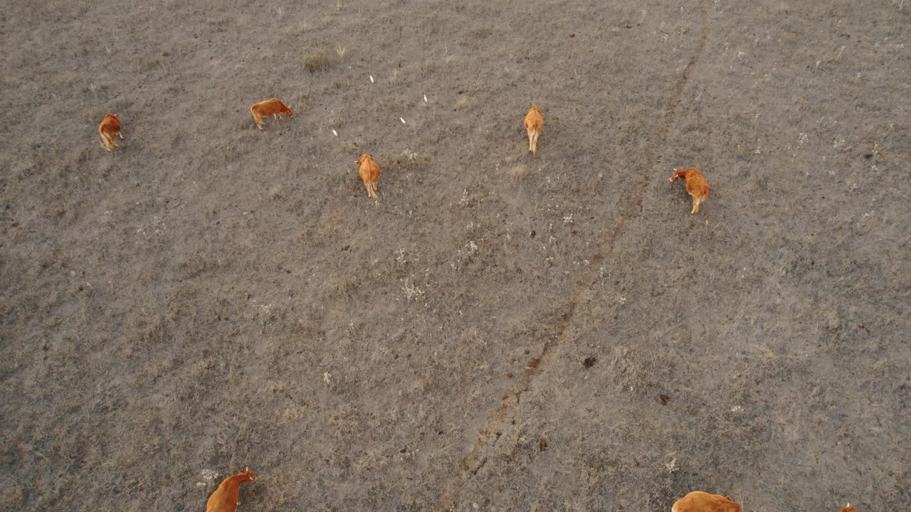 스페인의 한 들판에서 풀을 뜯고 있는 갈색 소의 드론 샷