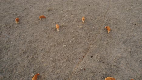 Drohnenaufnahme-Von-Braunen-Kühen,-Die-Auf-Einem-Feld-In-Spanien-Grasen